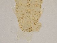 Ramazzottius oberhaeuseri image