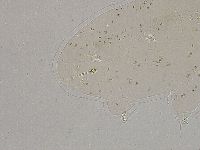 Ramazzottius oberhaeuseri image