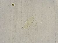 Ramazzottius oberhaeuseri image