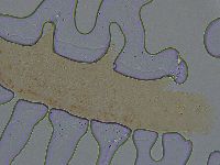 Ramazzottius oberhaeuseri image