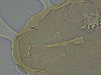 Ramazzottius oberhaeuseri image