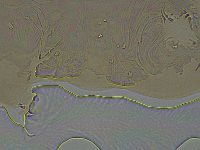 Ramazzottius oberhaeuseri image