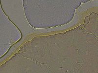Ramazzottius oberhaeuseri image