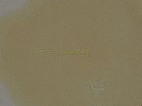 Ramazzottius oberhaeuseri image