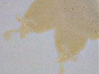 Ramazzottius oberhaeuseri image