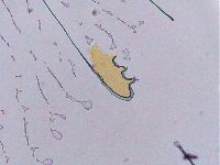 Ramazzottius oberhaeuseri image