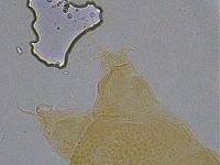 Ramazzottius oberhaeuseri image