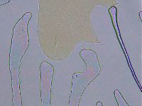 Ramazzottius oberhaeuseri image