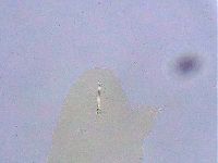 Ramazzottius oberhaeuseri image