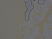 Ramazzottius oberhaeuseri image