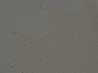 Ramazzottius oberhaeuseri image