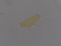 Ramazzottius oberhaeuseri image