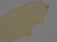 Ramazzottius oberhaeuseri image