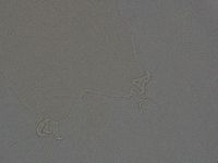 Ramazzottius oberhaeuseri image