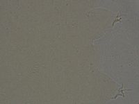 Ramazzottius oberhaeuseri image