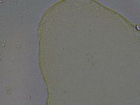 Ramazzottius oberhaeuseri image
