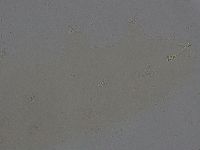 Ramazzottius oberhaeuseri image