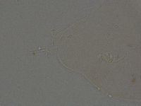 Ramazzottius oberhaeuseri image