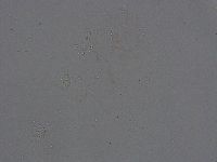 Ramazzottius oberhaeuseri image