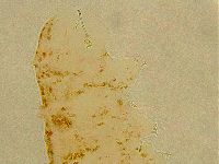 Ramazzottius oberhaeuseri image