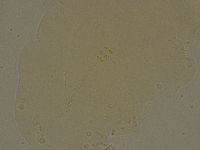 Ramazzottius oberhaeuseri image