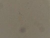 Ramazzottius oberhaeuseri image