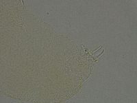 Pilatobius oculatus image