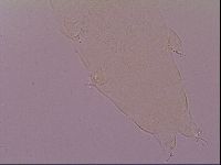 Pilatobius oculatus image