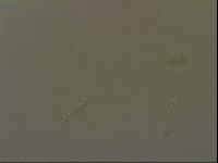 Pilatobius oculatus image