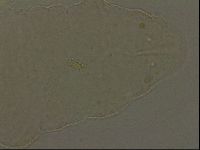 Pilatobius oculatus image
