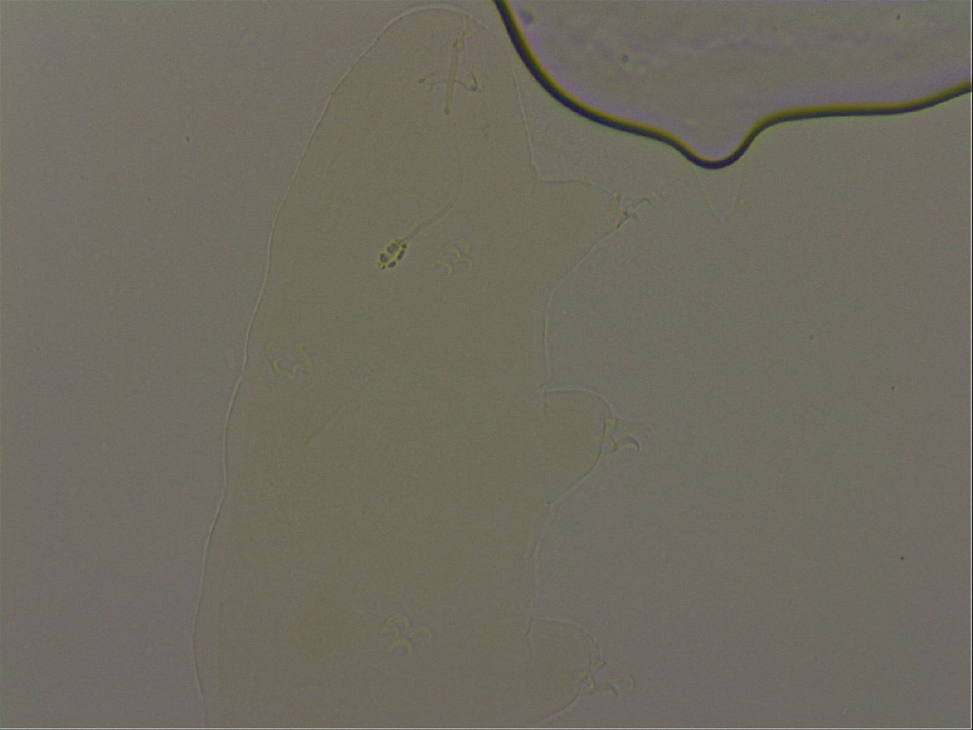 Pilatobius oculatus alpinus image