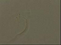 Pilatobius oculatus image