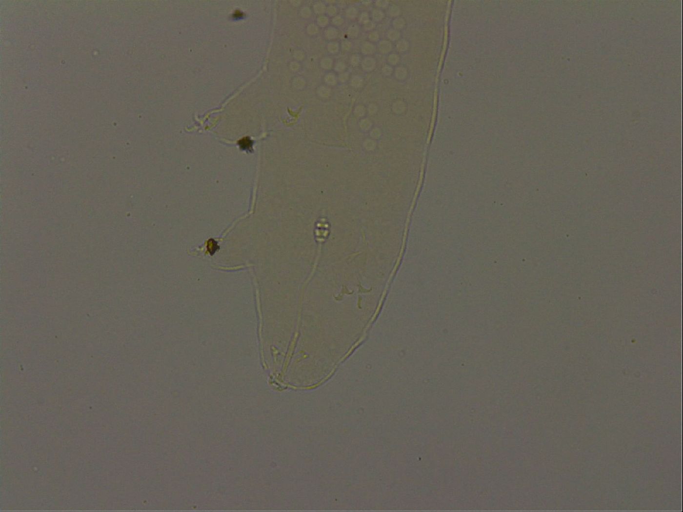 Pilatobius oculatus image