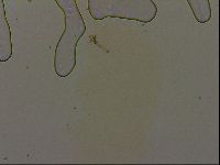 Pilatobius oculatus image
