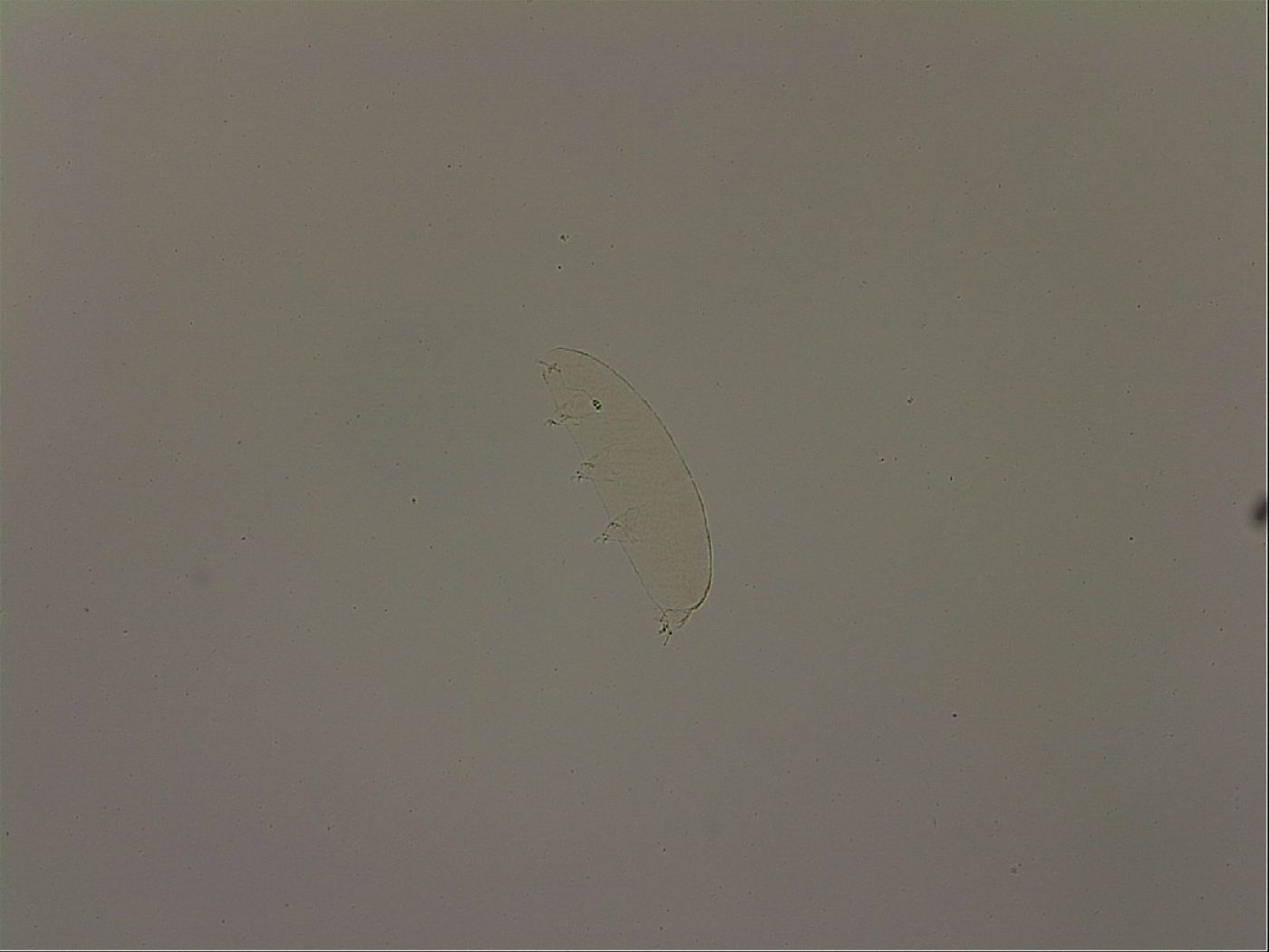 Pilatobius image