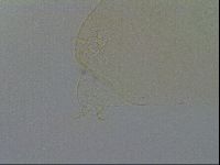 Pilatobius oculatus image
