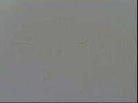 Pilatobius oculatus image