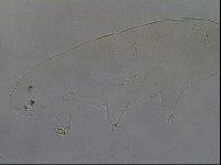 Pilatobius oculatus image
