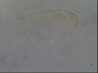 Pilatobius oculatus image
