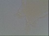 Pilatobius oculatus image