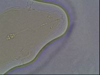 Pilatobius oculatus image