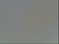 Pilatobius oculatus image