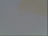Pilatobius oculatus image