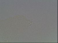 Pilatobius oculatus image