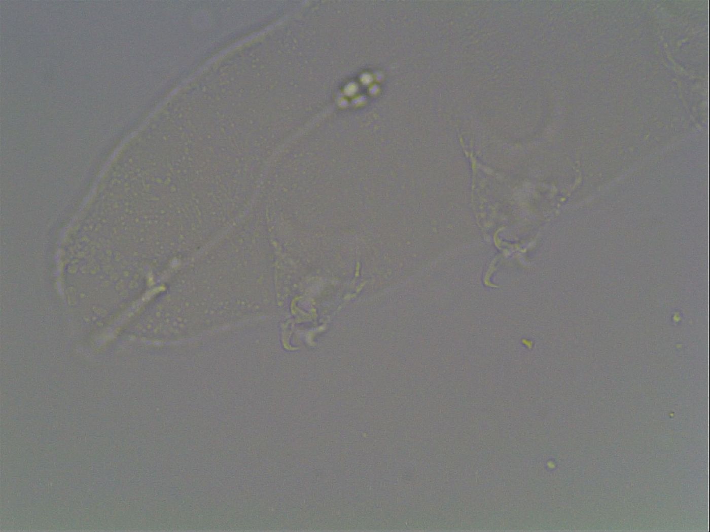 Pilatobiinae image