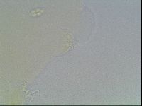 Pilatobius oculatus image