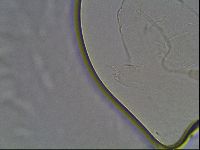 Pilatobius oculatus image
