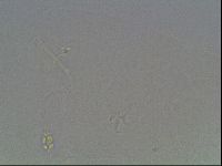 Pilatobius oculatus image