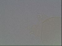 Pilatobius oculatus image
