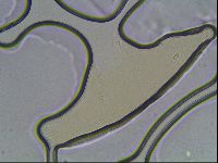 Pilatobius oculatus image